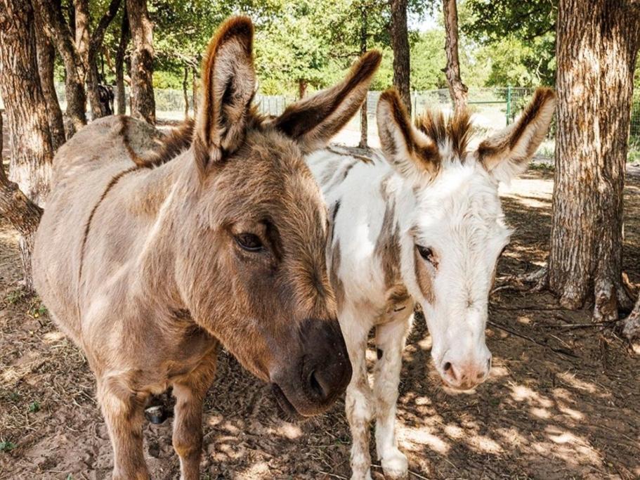 Stay On A 350-Acre Cattle Ranch! Brazos River! Tubing! Petting Zoo! Weatherford Dış mekan fotoğraf