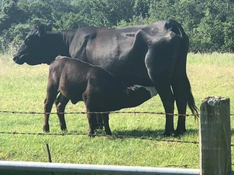 Stay On A 350-Acre Cattle Ranch! Brazos River! Tubing! Petting Zoo! Weatherford Dış mekan fotoğraf